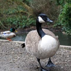 Reddish Vale Country Park, Stockport
